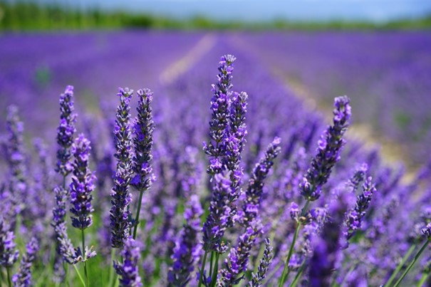 Lavendel hat eine beruhigende Wirkung auf Körper und Geist.